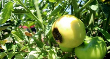 Proč rajčata mohou zčernat, když jsou zralá a co dělat